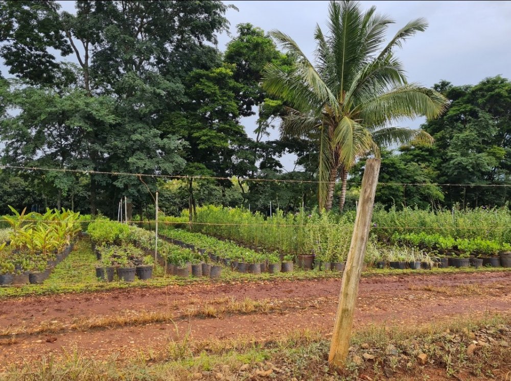 Stio - Venda - Bairro do Boiadeiro/geada - Limeira - SP